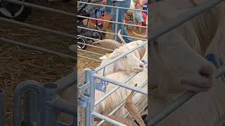 In deze video wordt een bezoek aan Agricole in Battice getoond