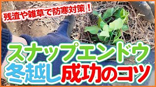 家庭菜園や農園でスナップエンドウを冬越し成功させる！防寒のポイントを解説！