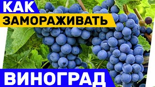 Можно ли замораживать виноград