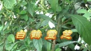 介紹藥用植物及民間常用青草藥 白鶴靈芝  別名:雲南白藥,天鶴草,仙鶴草