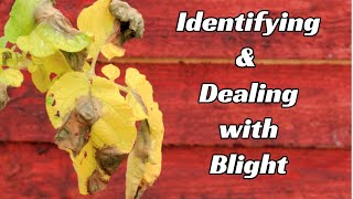 How to Recognise and Deal with Potato Blight | Tips \u0026 Guidance | UK