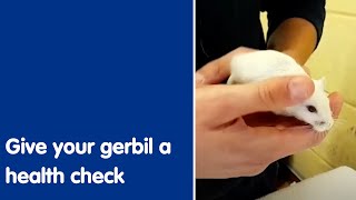 Give your gerbil a health check | Blue Cross