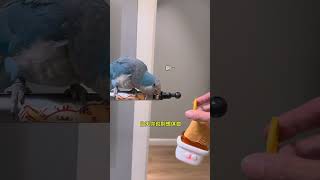 凌晨6点被吵醒的主人有多狠!#小鸟互动 #搞笑 #pets #birds #parrot #animals #cute #funny #治愈#shorts