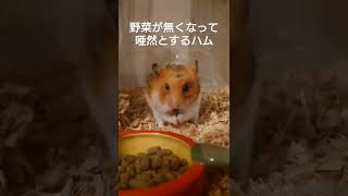 野菜が無くなって唖然とするハム #shorts #ハムスター #ゴールデンハムスター #動物