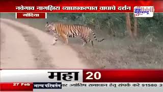 Tiger Project | नवेगाव नागझिरा व्याघ्रप्रकल्पात वाघाचे दर्शन | Marathi News