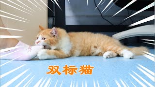 我家猫有多双标，对男主人和女主人，态度完全不同【阿尔法是只边牧】