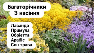 Багаторічники з насіння. Лаванда, примула, обрієтта, арабіс, сон трава