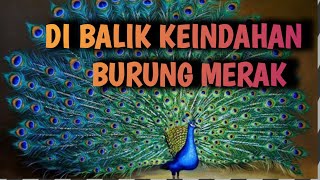 DI BALIK KEINDAHAN BURUNG MERAK⁉️