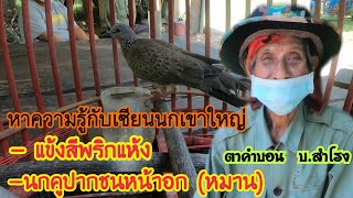 หาความรู้กับเซียนนกเขาใหญ่ |แข้งสีพริกแห้ง