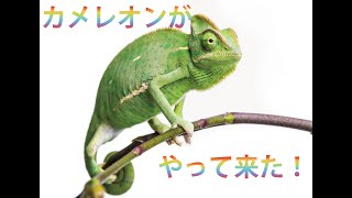 ガクトカゲ大喜び エボシカメレオンが我が家にやって来た！捕食シーン Veiled chameleon gakutokage