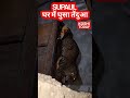 supaul news घर में जा कर आराम से बैठ गया तेंदुआ... koshitoday ytshorts trendingshots