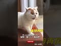 主人让猫咪凶一个~猫咪：喵！！！我凶吧~ pets 搞笑 萌寵