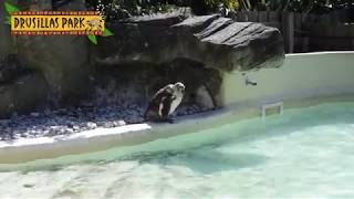 Java the lonely penguin