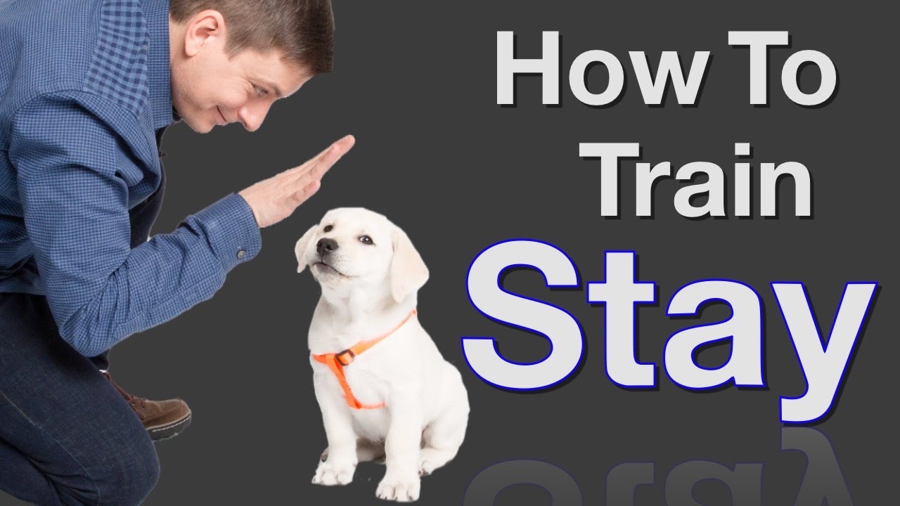 How To Train A Dog To Stay: Tips And Techniques For Success