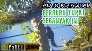 BIKIN KETAGIHAN❗KETIKA BERBURU TUPAI DI MUSIM BUAH-BUAHAN