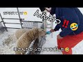 vol.536 大会のあとは羊さんに癒される🐏in ルスツリゾート