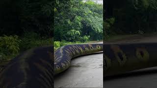Big Anaconda Snake #shorts #short #snake #anaconda #samp #bigsnake