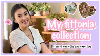 My FITTONIA COLLECTION | Different Varieties of Fittonia + Basic Care Tips | RA Garcia ♡