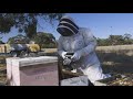 easy way to split 50 bee hives part 1 of 2 the bush bee man