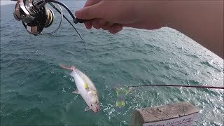 Squid and Salmon MADNESS!! (Blairgowrie \u0026 Rye Pier)