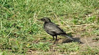 Белая Трясогузка черного цвета, птица меланист, Black wagtail