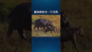 鬣狗群抓住一只河馬 #动物 #科普 #animals #动物世界