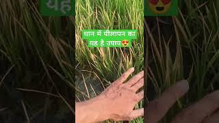 🌾धान में पीलापन क्यों होता है #farmingwithpiyush #धान #dhankheti #dhaan #paddy #shortsfeed