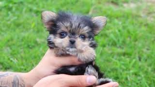 Meet Stewart our teacup male Morkie!