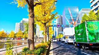 4K🍁[五反田→広尾→外苑イチョウ並木→日枝神社→東京駅] 東京サイクリング！