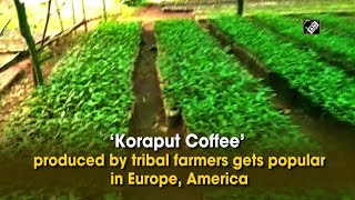 Koraput Coffee’ produced by tribal farmers gets popular in Europe, America