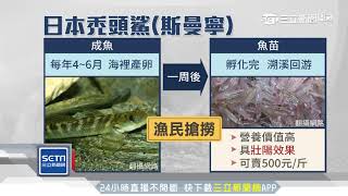 1斤500元！漁民搏命捕撈日「禿頭鯊魚苗」│三立新聞台