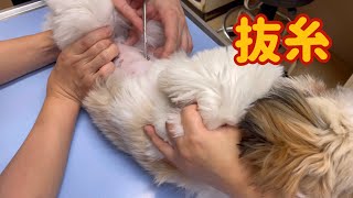 犬の避妊手術から2週間経過で抜糸をしてきたよ【シーズー】