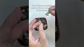 How to move your propagation 🌱 #succulentsbox #succulents #cactus #propagtion #shorts