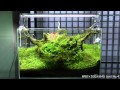 [ADA view 393] Follow-up video of NA Gallery aquariums.