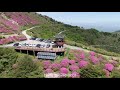 drone view 경남의령 한우산 철쭉군락지 봄풍경 드론영상 기록 1080fhd srpring view of hanwoo m.t by mavic2 drone