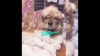 【ペット】眠たいのを必死に我慢する犬 アメリカンコッカースパニエル 芽莉ちゃん 激カワ