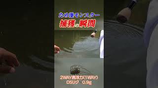 ため池モンスター捕獲の瞬間！/2WAY高浮力モデル【1WAY】 #short