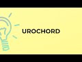 What is the meaning of the word UROCHORD?