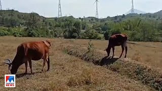 കണ്ണുതെറ്റിയാല്‍ പശുവിനെ പുലി പിടികൂടും; ഉപജീവന മാര്‍ഗം അടഞ്ഞെന്ന് കര്‍ഷകര്‍​|Attappadi|Leopard