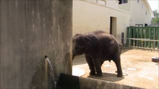 シャワーの出し方を覚えた市原ぞうの国から王子動物園にやって来た小象のりり香と他力本願な結希