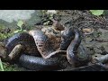 능구렁이_red banded snake_국립환경과학원