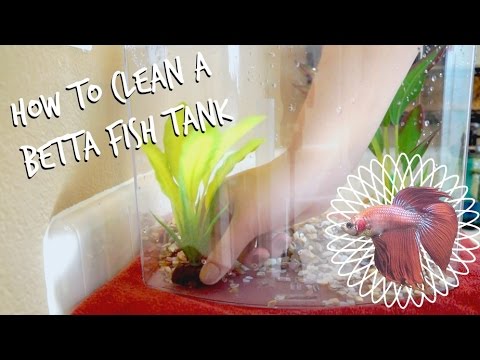 HOW TO CLEAN A BETTA FISH TANK HOW TO CLEAN A BETTA FISH TANK