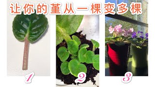 【非洲堇】How  to grow african violets from cuttings 扦插非洲堇，让你一盆变很多盆