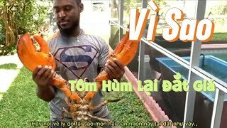 Vì Sao Giá Tôm Hùm Lại Đắt đỏ, Quy trình Nuôi Và Đánh Bắt [ KLCB review]