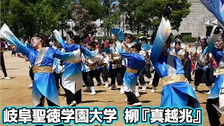 [4K] 岐阜聖徳学園大学 柳『真越兆』 第20回こいや祭り 2019.09.08 GifuShotoku University YANAGI in Koiya-Matsuri