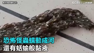 超噁慎入！恐怖怪蟲蠕動成河　還有蛞蝓般黏液｜三立新聞網SETN.com