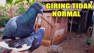 Memasang Sawang Burung Merpati Merpatiku