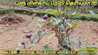 #புளு மிளகாய் பற்றி தெரியுமா | நீல மிளகாய் | Blue Chilli Explain Tamil | அறிய வகை மிளகாய்