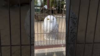 call happiness? white owl （幸せを呼ぶ？ 白フクロウ）