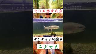 【狂気】ニジマスにミミズあげたらガンギマリだった…#shorts